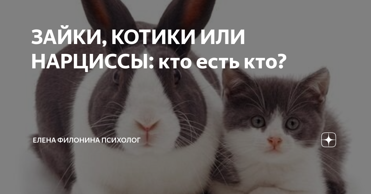 Котик зайчик автостопом по фазе