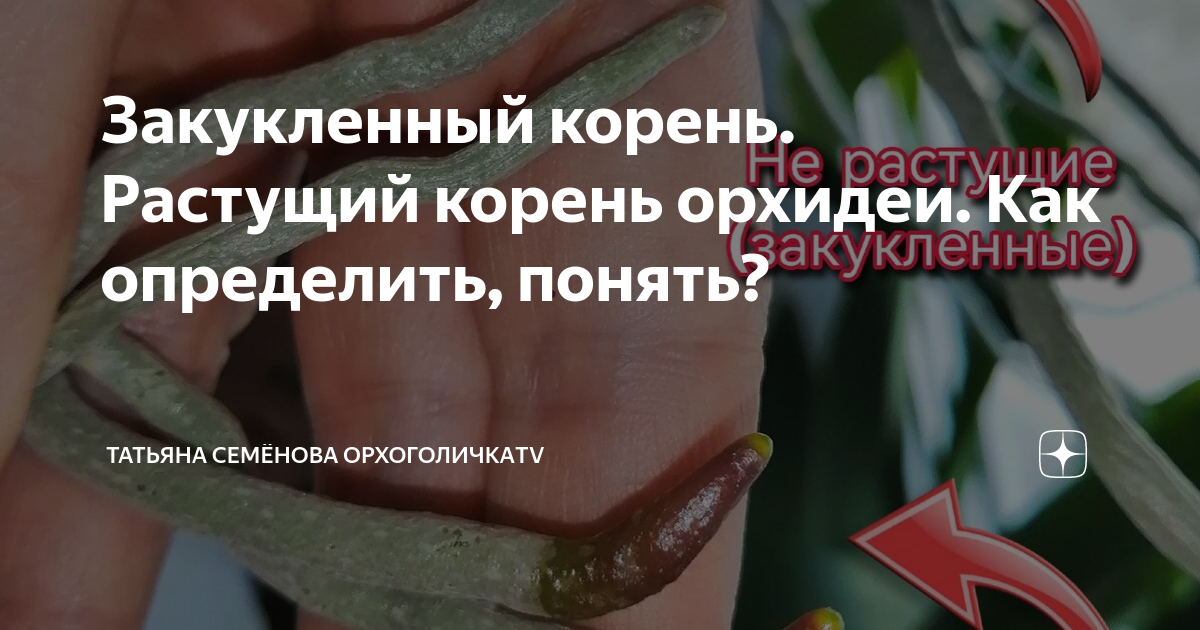 Закукленный корень. Растущий корень орхидеи. Как определить, понять ...