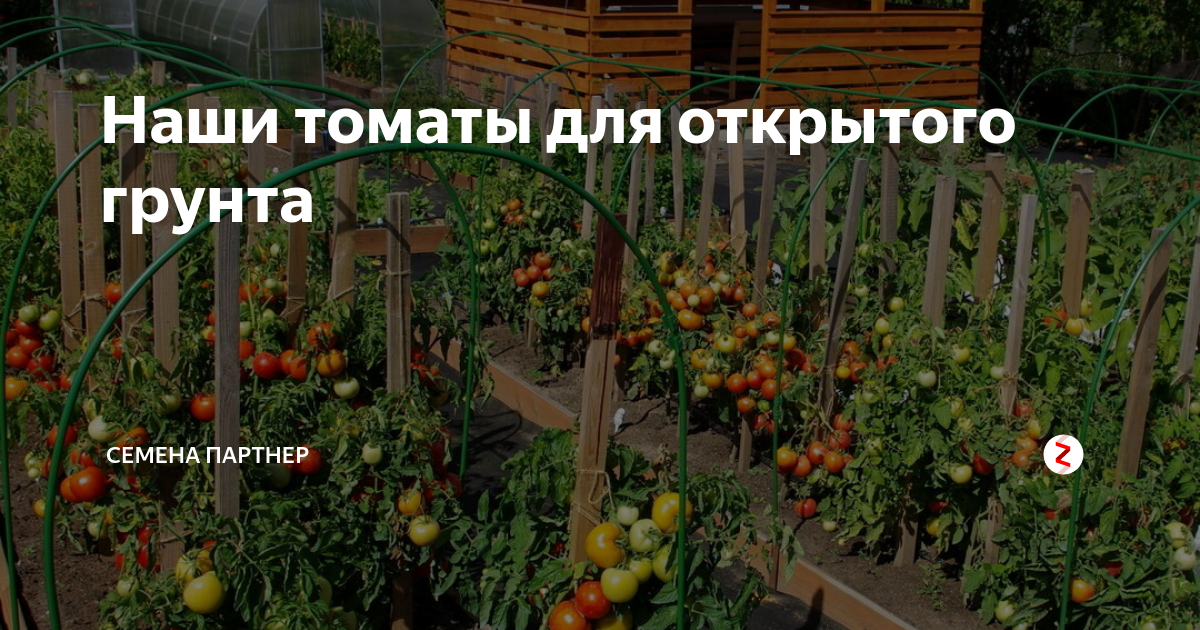 Наши томаты для открытого грунта | Семена Партнер | Дзен