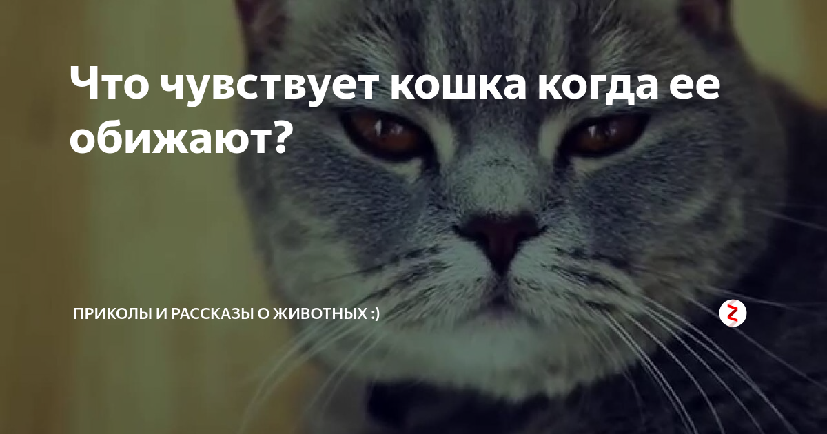 рассказ о кошке которую обидели люди. история про котенка. что чувствует кошка когда ее обижают. что чувствует кошка когда ее обижают. мы чувствуем животные.