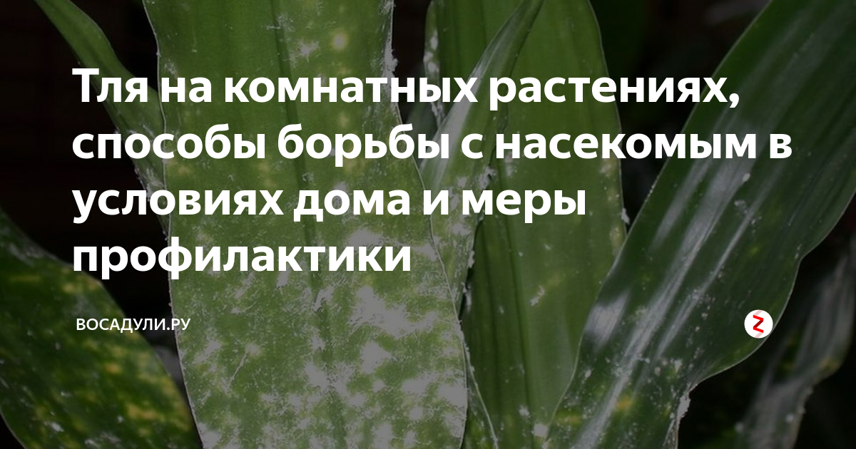 Что делать если на комнатных растениях появилась тля