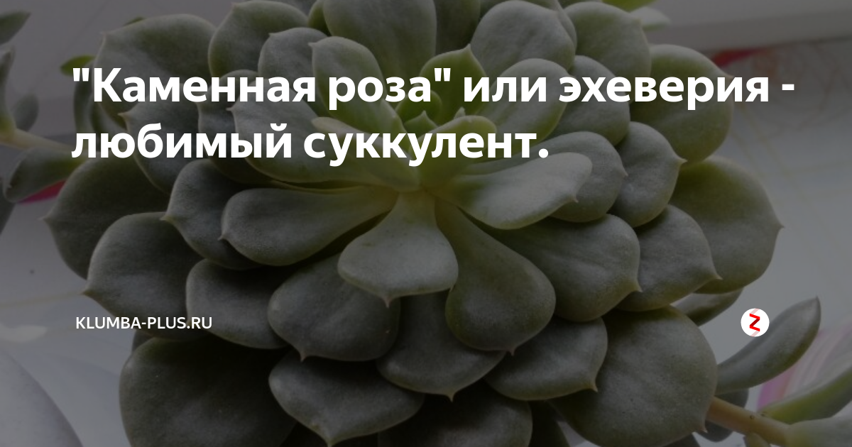 "Каменная роза" или эхеверия - любимый суккулент. | Klumba-plus | Дзен