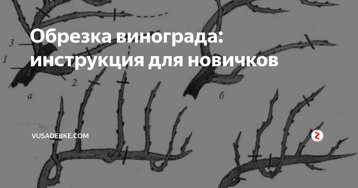 Обрезка винограда пошагово. Мчедлидзе обрезка винограда. Обрезка винограда на черную голову. Обрезка винограда старые ветки сухие ветки. Меладзе обрезка винограда.