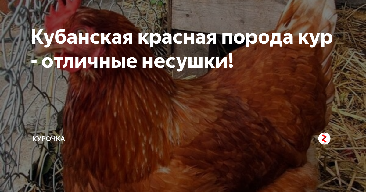 Кубанская красная - MosRosa.ru
