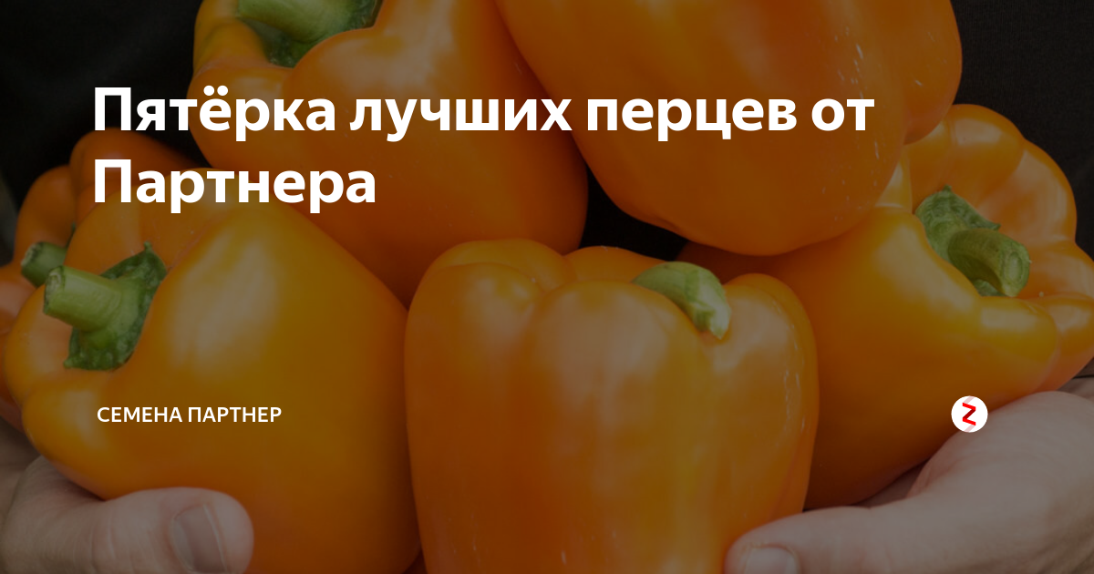 Перец пилот характеристика и описание сорта