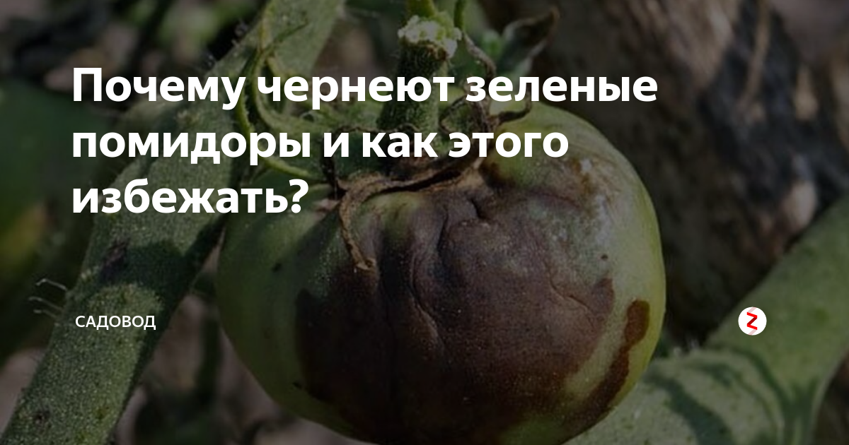 Чернеет зеленеет блестит. Если помидоры чернеют. Чернеют зеленые помидоры. Почернел ствол томата что это. Почему чернеют помидоры.