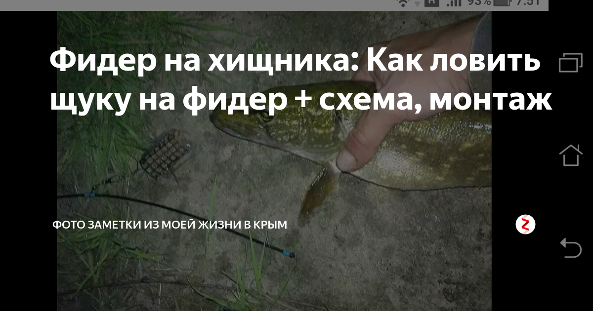 Ловля судака на фидер. Фидер на хищника. Монтаж фидера на щуку