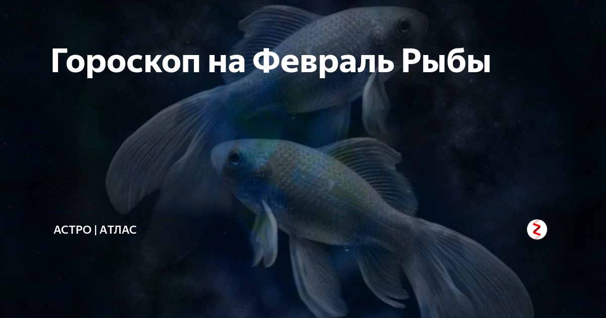Гороскоп на февраль рыбы. Февральские рыбы женщины характеристика. 21 Февраля рыбы. Февральская рыбы и тюлбские Близнецы.