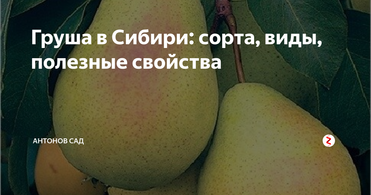 Сорт груши лида фото и описание сорта