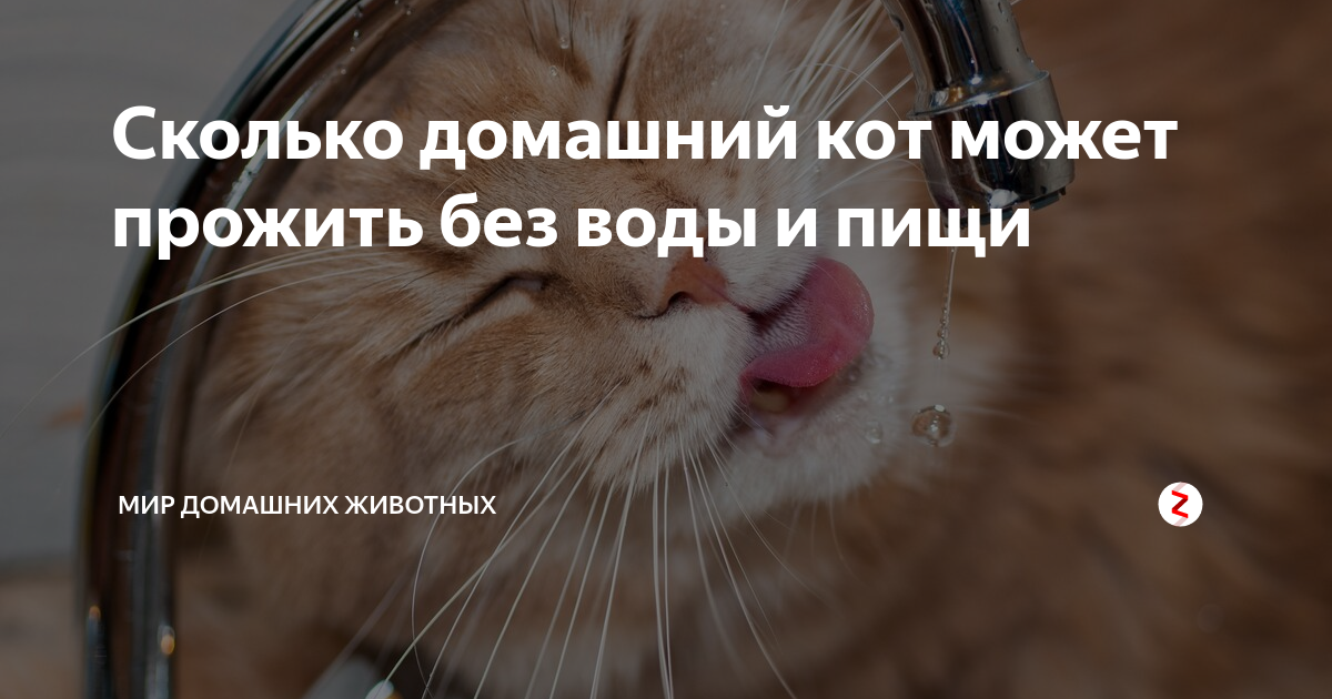 Сколько коту можно. Сколько может жить кот без еды и воды. Сколько коты могут прожить без воды. Сколько кот может прожить без еды и воды. Сколько коты могут прожить без еды и воды.