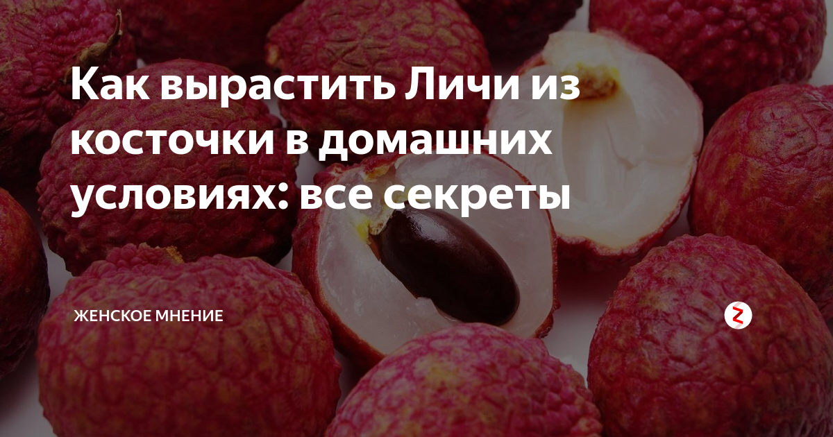 Как посадить семечку личи. Вырастить личи. Личи в домашних условиях. Личи из косточки. Как растет личи.