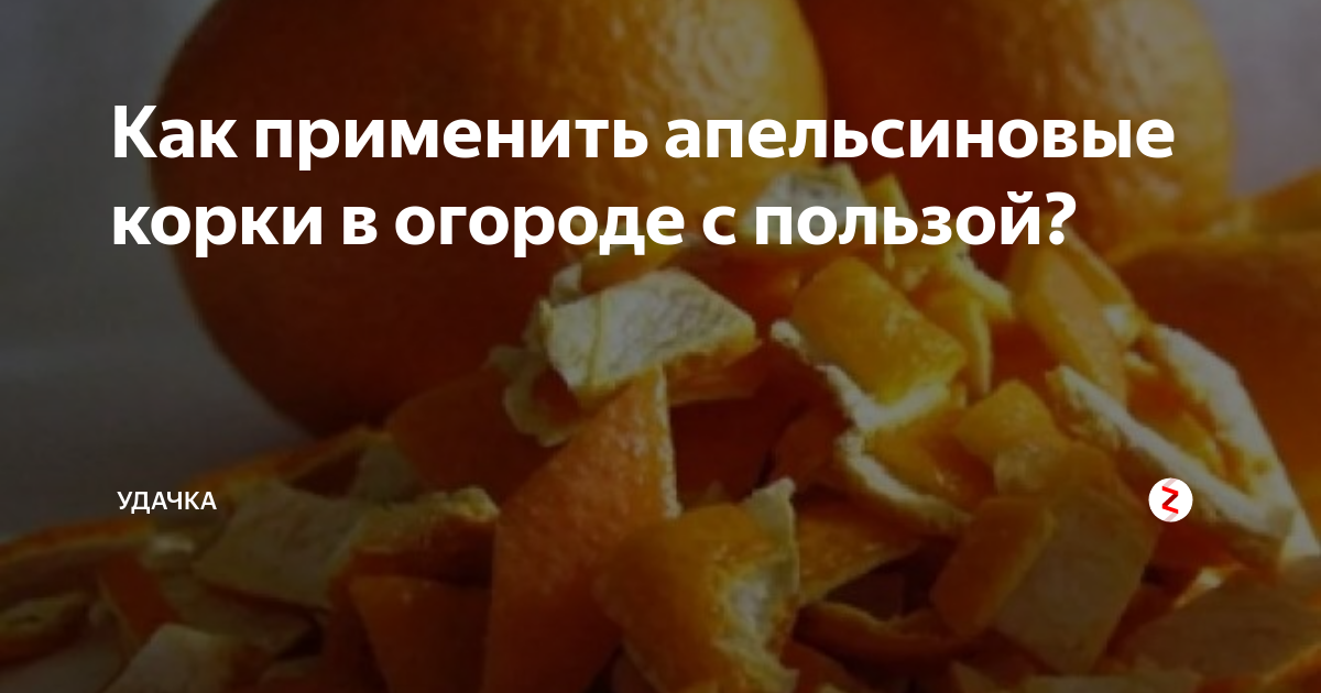 Мандариновые корки для огорода. Апельсиновая кожура для огорода. Использование апельсиновых корок в огороде. Апельсиновые корки удобрение. Куда применять апельсиновые корки в огороде.