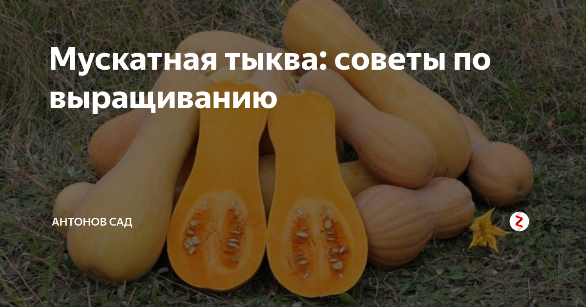 мускатная тыква польза и вред