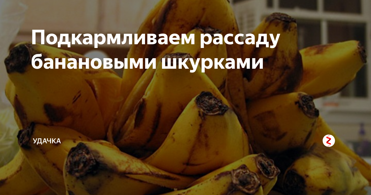 Подкормка рассады банановой кожурой рецепт. Удобрение из бананов что дает. Банановая кожура сколько излучает радиацию.