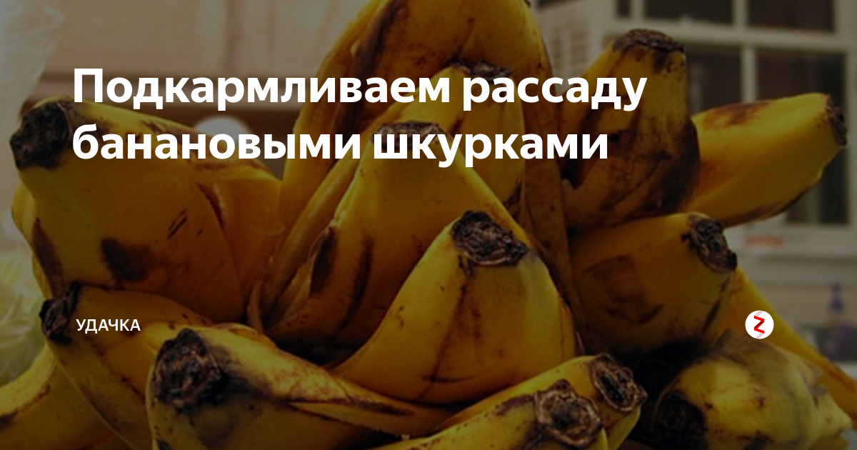 Как подкормить рассаду банановой кожурой
