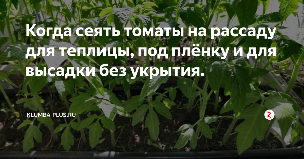 когда сеять помидоры на урале. когда сеять помидоры на урале. таблица посева рассады в грунт. когда в марте сеять помидоры на рассаду. когда сеять помидоры на урале.