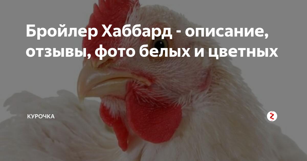 Бройлер Хаббард - описание, отзывы, фото белых и цветных | Курочка | Дзен
