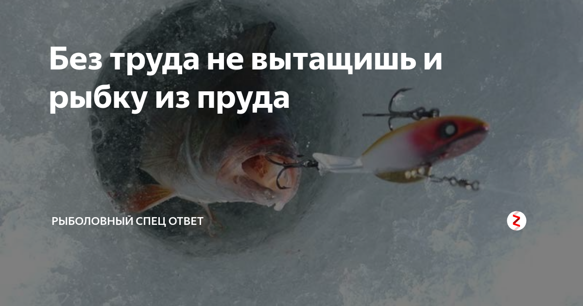 Без труда не вытащишь и рыбку из пруда | Рыболовный спец ответ | Дзен