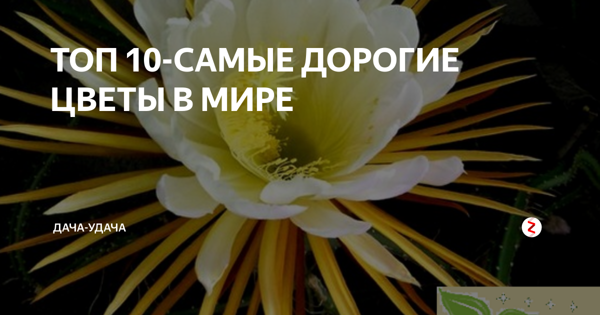 ТОП 10-САМЫЕ ДОРОГИЕ ЦВЕТЫ В МИРЕ | Дача-удача | Дзен