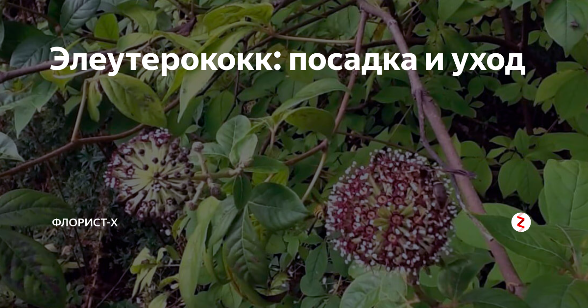 Золотая книга лекарственных растений [Николай Иванович Мазнев] (fb2) читать онлайн