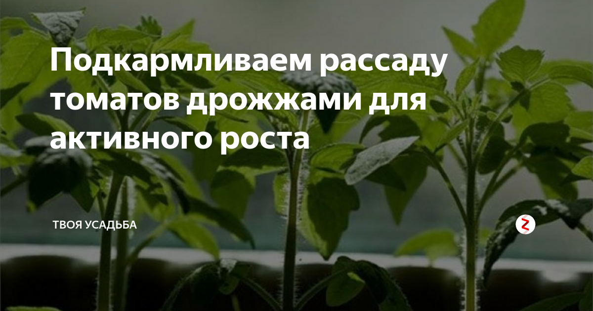 Рассаду поливать помидоры дрожжами. Дрожжи для томатов. Подкормка рассады томатов дрожжами. Как подкормить рассаду дрожжами. Удобрение из дрожжей.