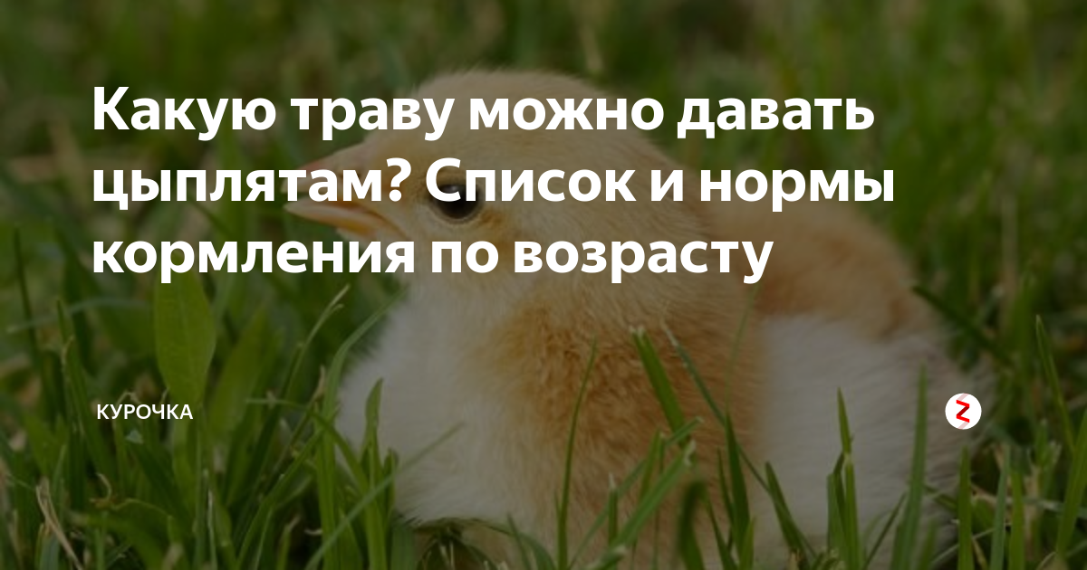 Можно бройлеров кормить травой. Какую траву нельзя давать бройлерам. Цыплята и бройлеры на траве. Какую траву можно давать цыплятам. Трава цыплятам с какого возраста