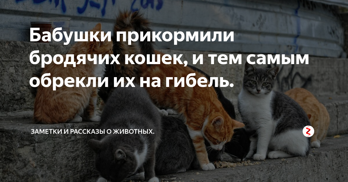 мадс миккельсен изгой один. блажной человек это. тем самым обрекая. тем самым обрекая. группа imperia.