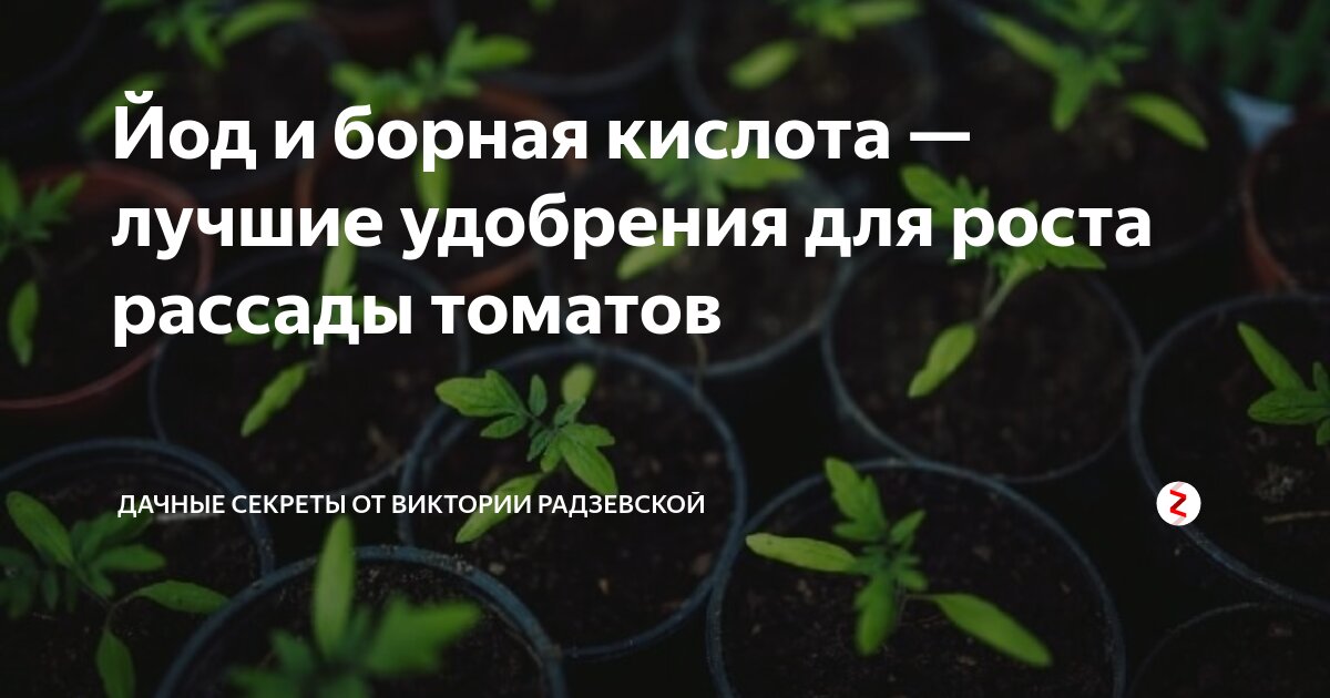 Как правильно подкормить помидоры борной кислотой. Можно ли подкармливать томаты борной кислотой. Йод для рассады помидор. Борная кислота и йод для томатов. Подкармливание рассады томатов йодом.