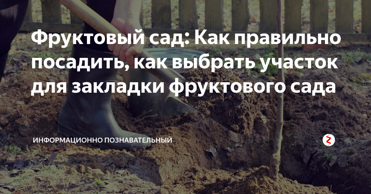 Фруктовый сад красиво. Почему бы и нет? - GARDENIDEA