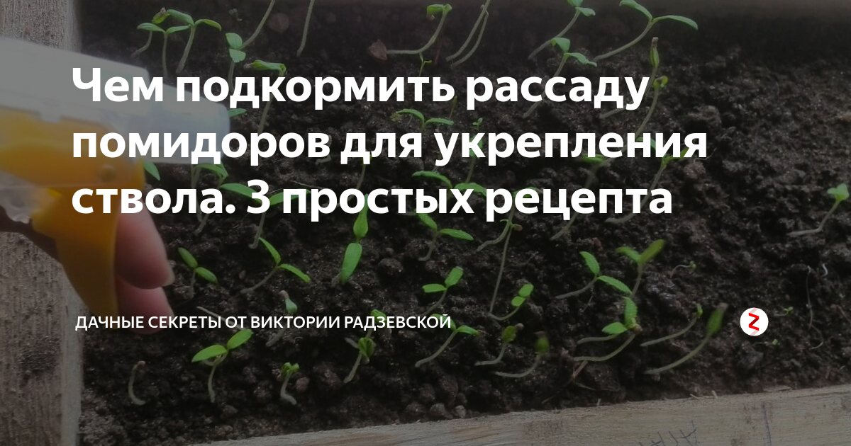 Удобрения для укрепления рассады томатов. Подкормить рассаду томатов. Удобрения для укрепления корневой системы рассады. Тонкая рассада помидор.