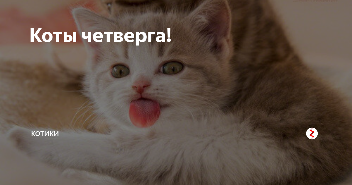 Коты четверга