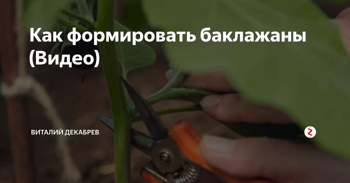 Как формировать баклажаны в теплице пошаговое фото схема видео инструкция