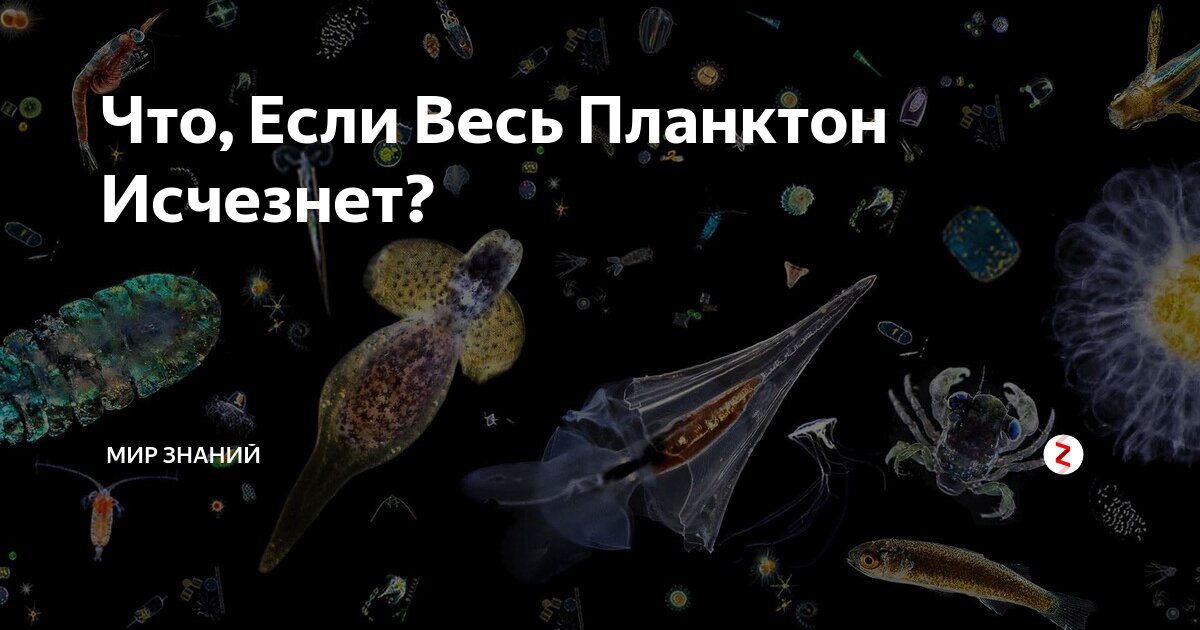 Life plankton. Планктон. Планктон в реальной жизни. Планктон это в биологии. Диатомовый планктон.