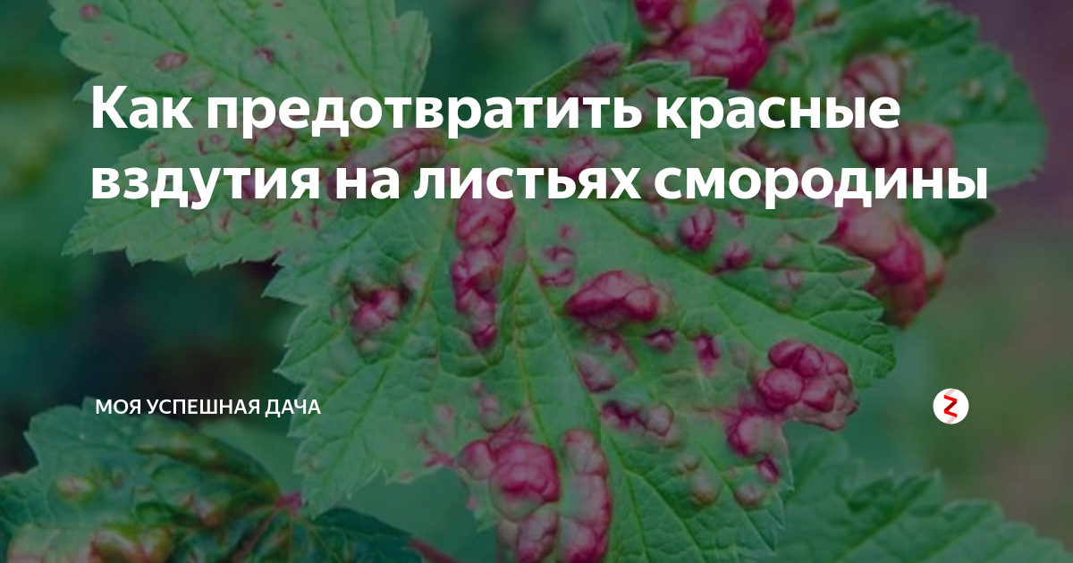 Красная смородина болезни и лечение пятнистая выпуклость листьев фото с названиями и описанием