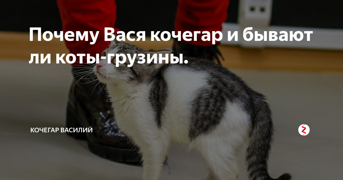 Почему вася плакал. В дурном. Почему вася плакал. Почему вася плакал. Почему вася плакал.