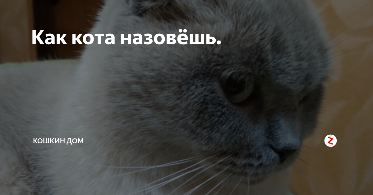 Кличка кота валли. Кошачьи имена для девочек. Мама кошка и котенок. Кошачий мяу звуки. Мама кошка зовет.