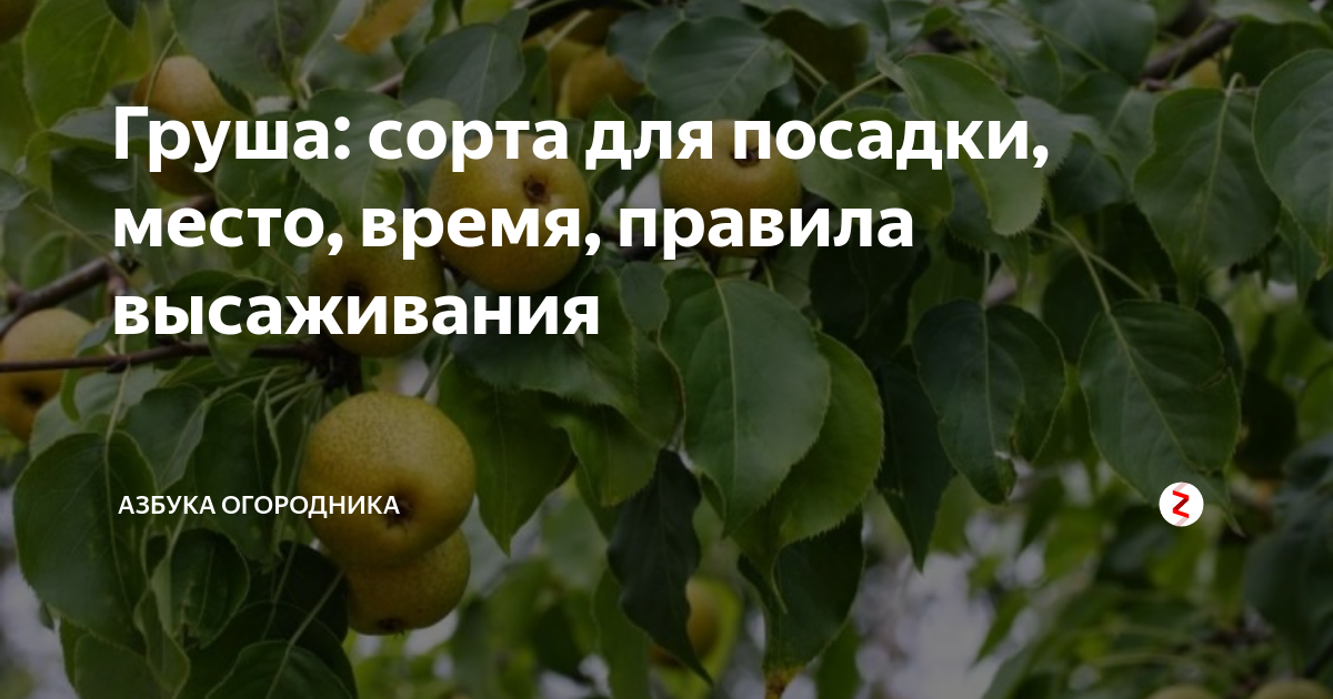 Выбор участка и подготовка грунта