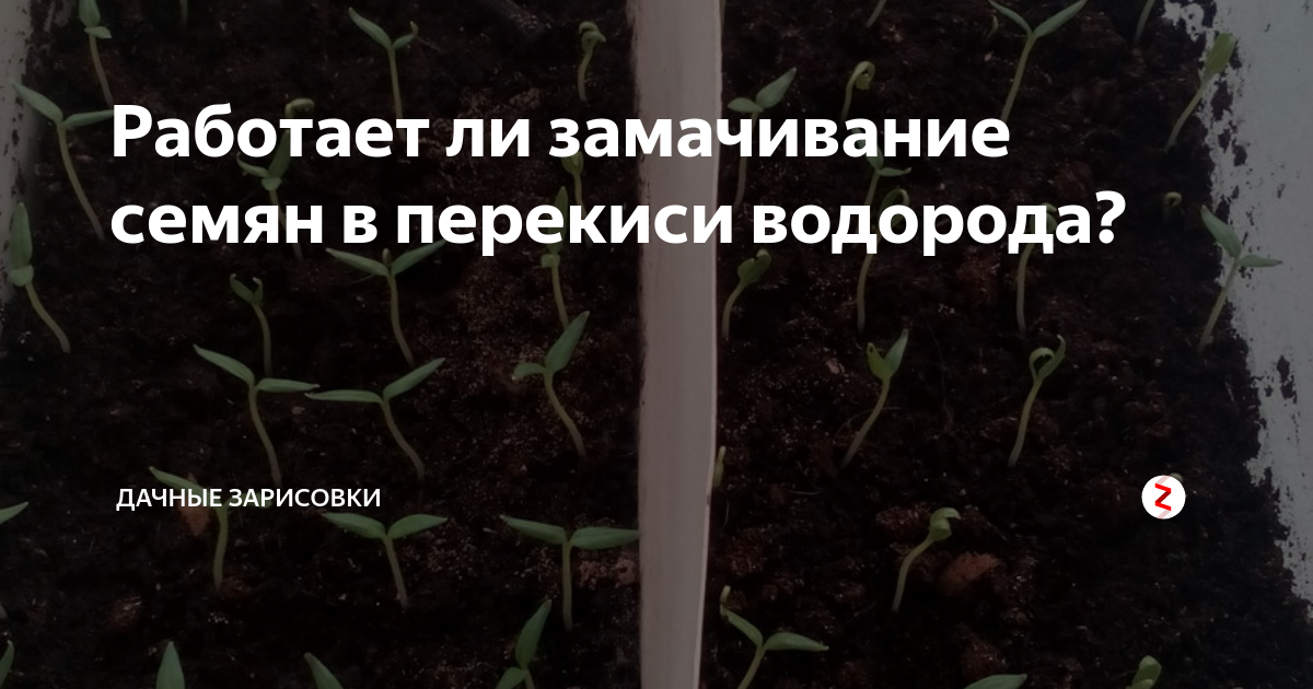 Замачивание семян огурцов в перекиси водорода. Обработка семян перед посевом перекисью. Замачивание томатов в перекиси водорода. Обработка семян томатов в перекиси водорода. Обработка семян томатов перед посадкой.