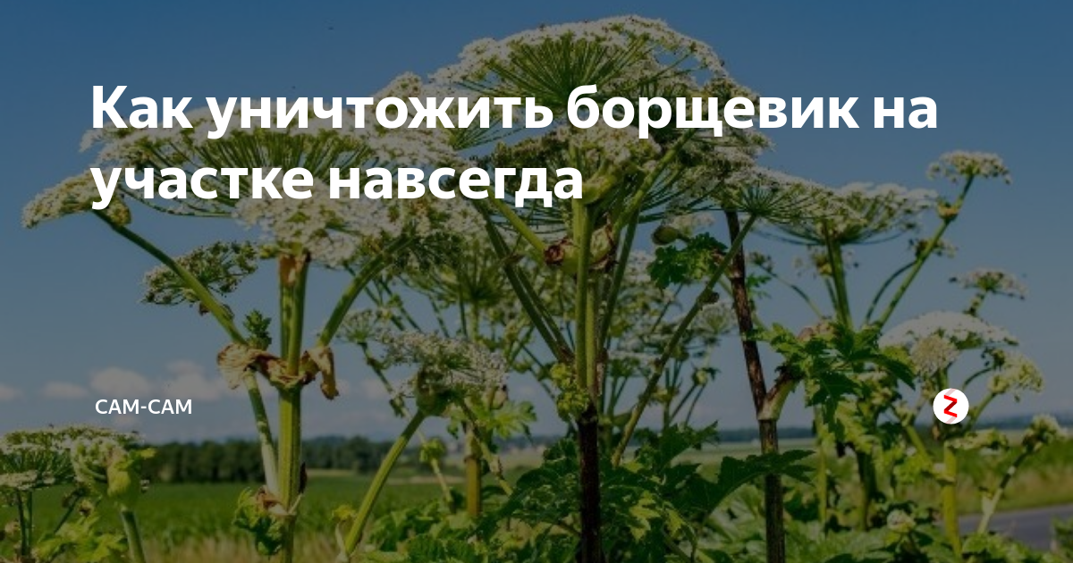 Как избавиться от борщевика навсегда