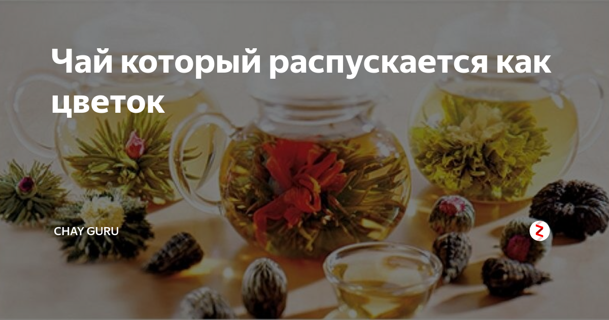 Чай который распускается как цветок | Chay Guru | Дзен