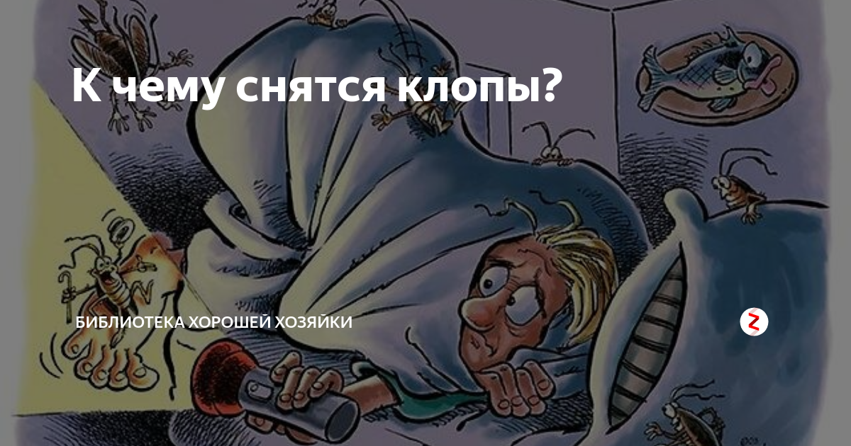 Клопы в квартире постельные. К чему снятся клопы в постели. Постельный клоп кровососущий. Маленькие клопы постельные. К чему снятся клопы в постели.