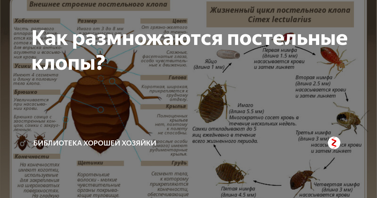 Выведение постельных клопов. Постельный клоп (cimex lectularius). Цикл развития постельного клопа. Жизненный цикл клопов постельных. Оплодотворенная самка клопа.