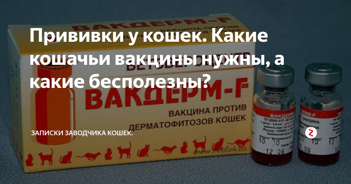 Чешская вакцина для кошек