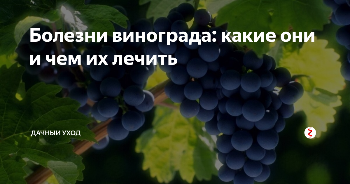 Болезни винограда: какие они и чем их лечить