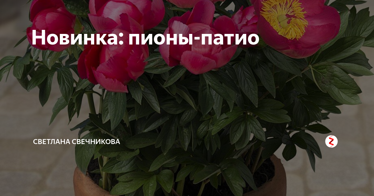 Пион патио киев