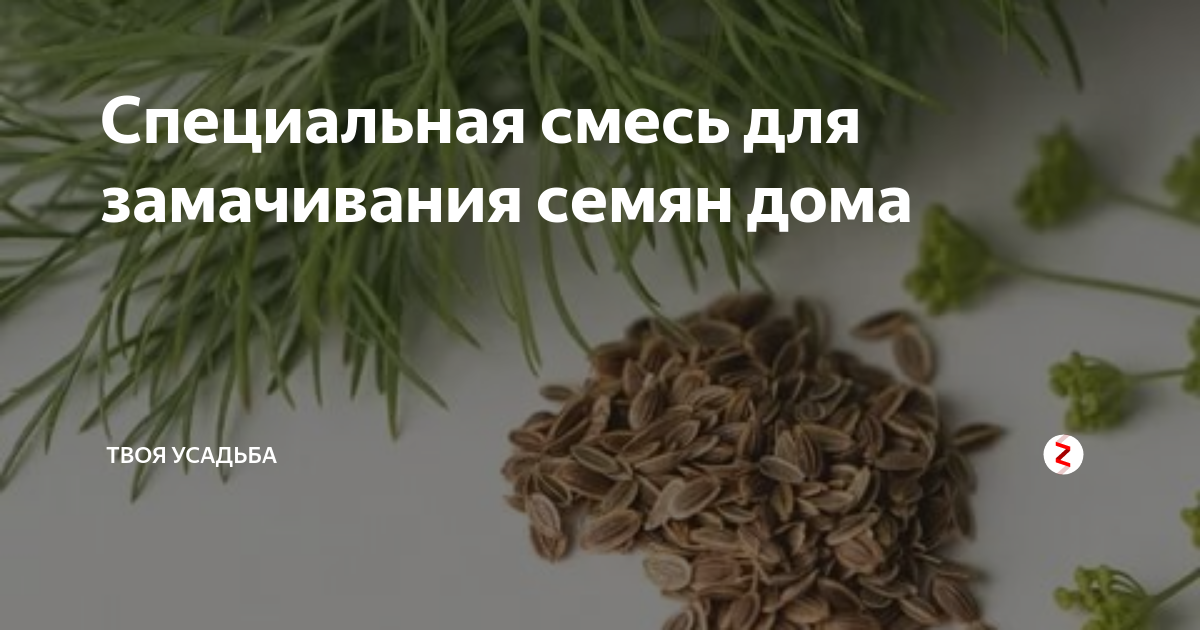 Укроп от отеков. Семена укропа для почек. Семена укропа пить. Настой семян укропа. От чего полезен семена укропа.