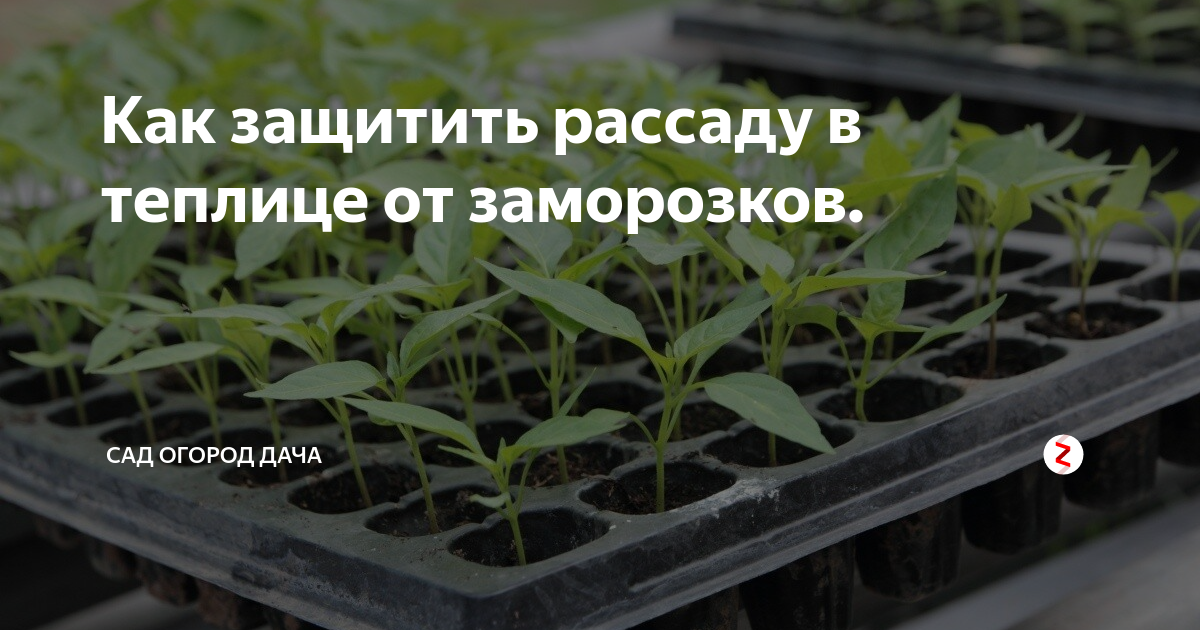 Как защитить рассаду от заморозков в теплице