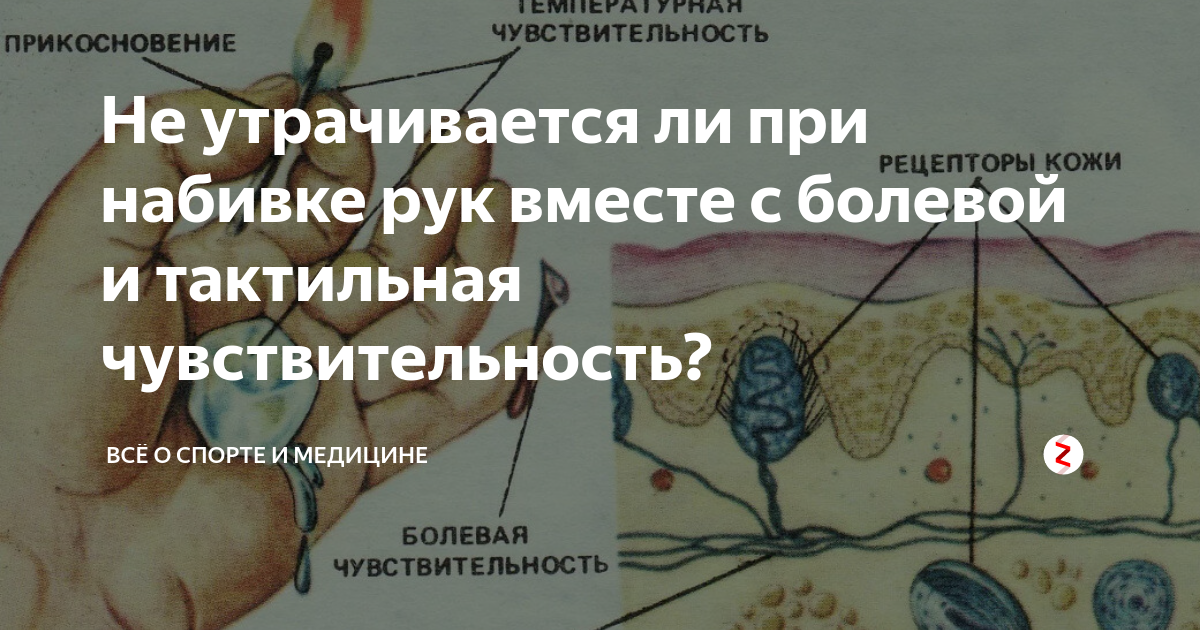 Где больше тактильных рецепторов на ладони