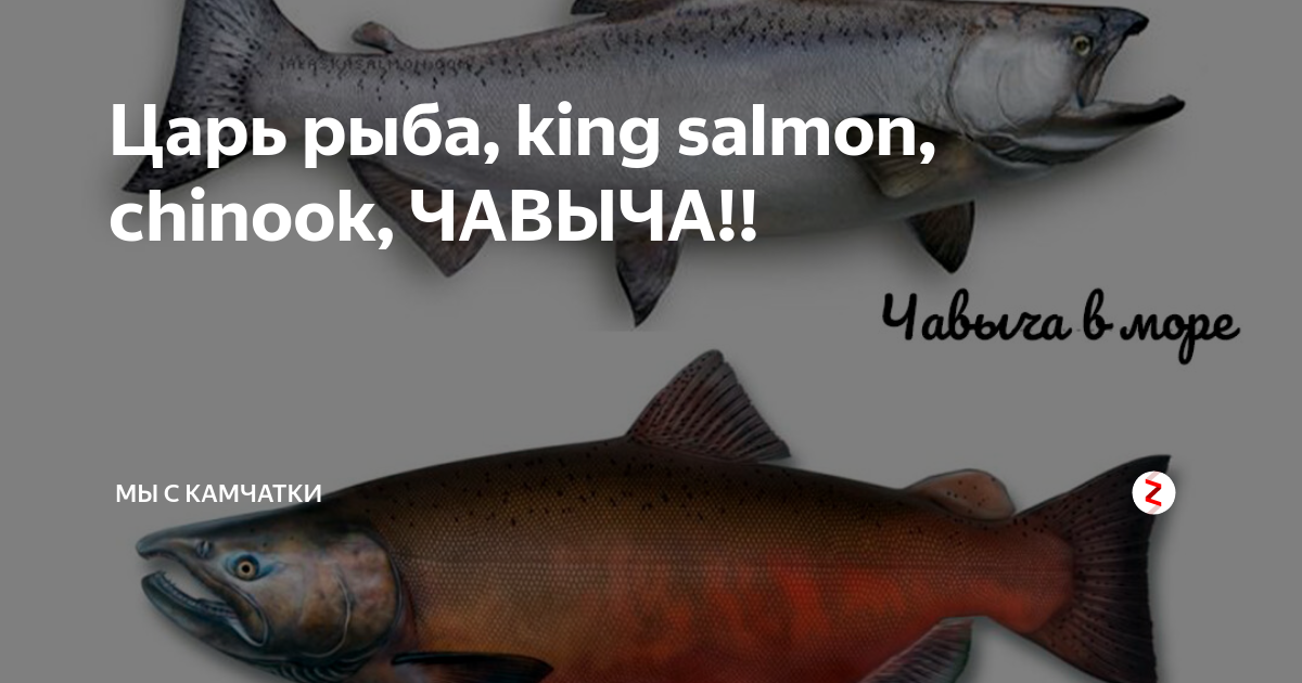 Чавыча или семга: где вкуснее и какая рыба лучше выбрать?