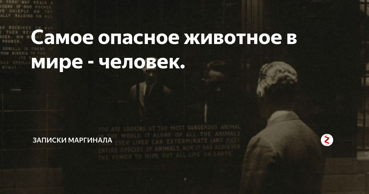 Нет зверя страшнее чем человек. Самое опасное животное для человека. Человек самое опасное животное на земле цитаты. Самый опасный зверь это человек. Человек в зеркале самое опасное животное.